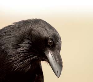 Reader Debra Smith, a letter carrier, has a close relationship with the crows on her mail route.